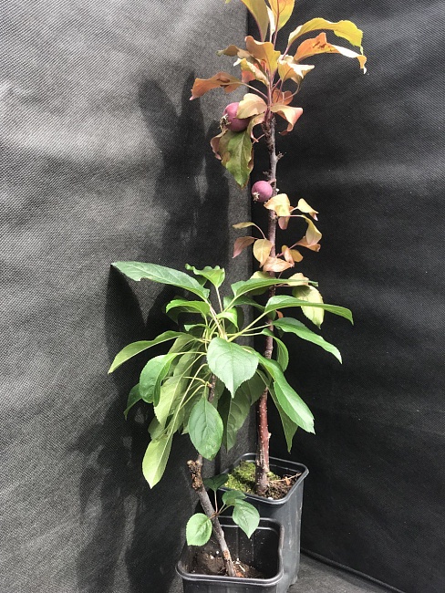 Яблоня декоративная Скарлет 1 шт С2